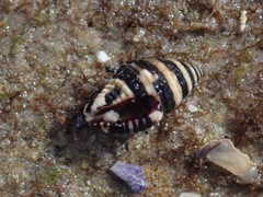 Engina zonalis