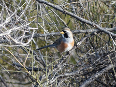 Saltatricula multicolor