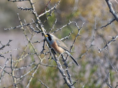 Saltatricula multicolor