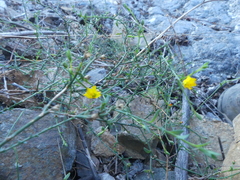 Linum prostratum prostratum