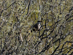 Tarphonomus certhioides