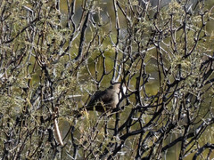 Tarphonomus certhioides