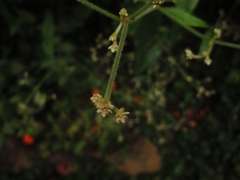 Pfaffia