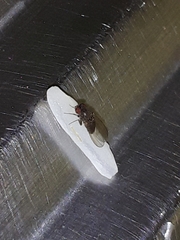 Diptera