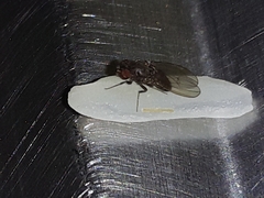 Diptera