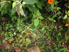 Pfaffia
