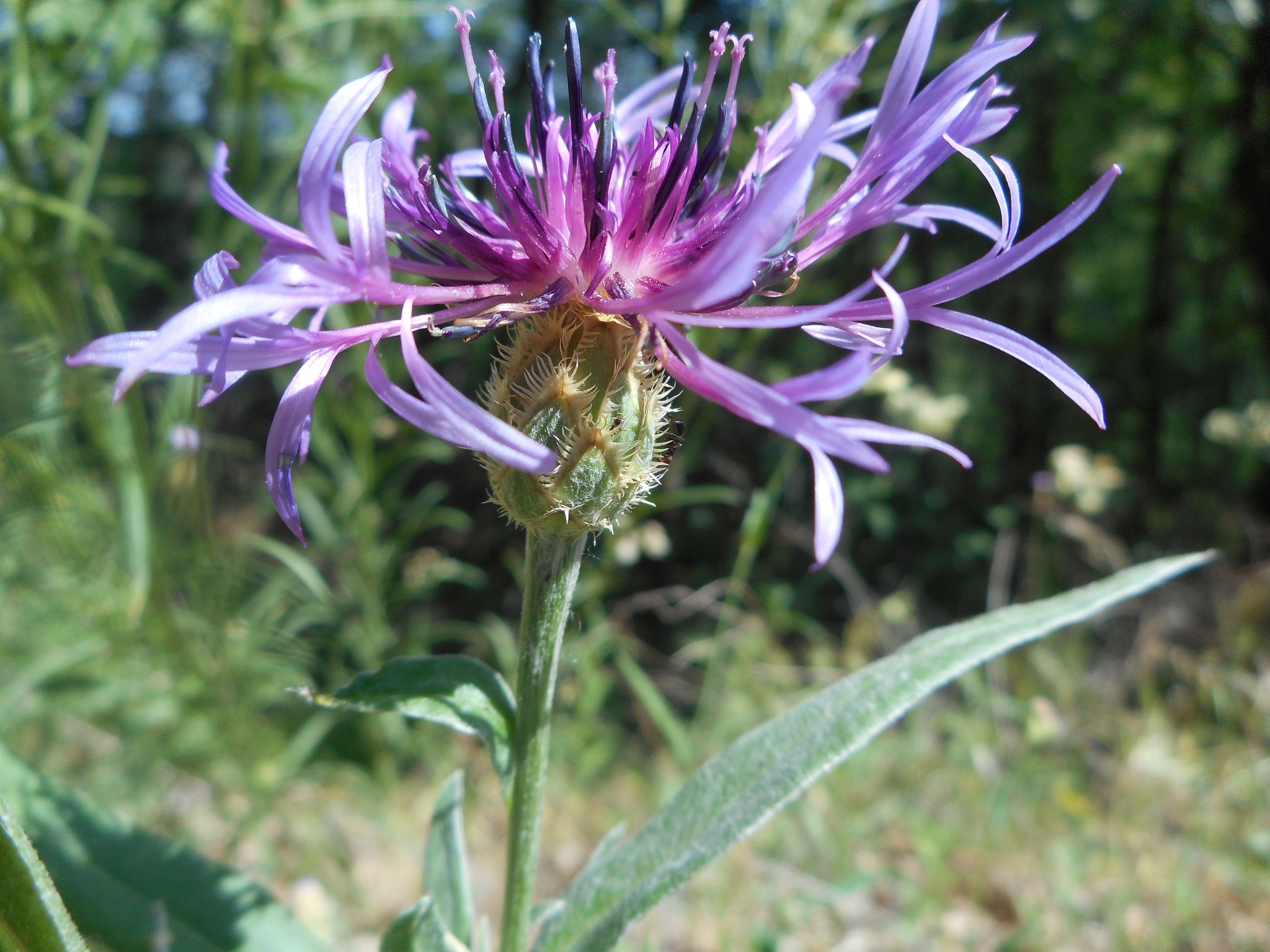 Centaurea triumfettii