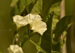 Convolvulus hermanniae