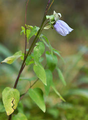 Codonopsis clematidea