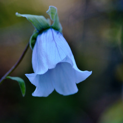 Codonopsis clematidea