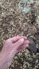 Deschampsia danthonioides