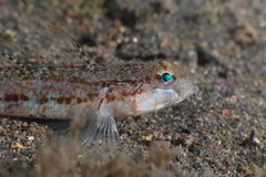 Gobius roulei