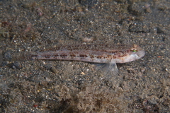 Gobius roulei