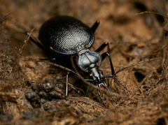 Scaphinotus interruptus