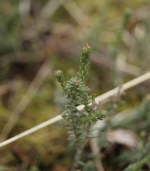 Erica tetralix