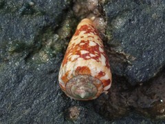 Conus ammiralis