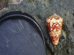 Conus ammiralis