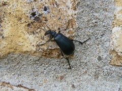 Epicauta vidua