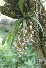 Sarcochilus australis