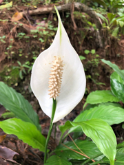 Spathiphyllum wallisii