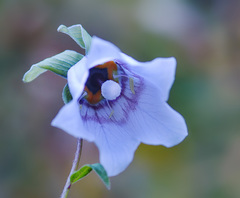 Codonopsis clematidea