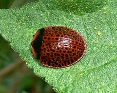 Botanochara macularia