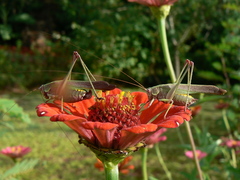 Enthephippion olivaceum