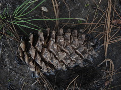 Pinus montezumae