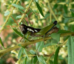 Pseudoscopas nigrigena