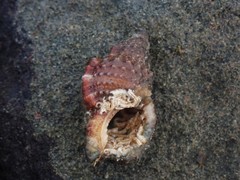 Dulcerana granularis