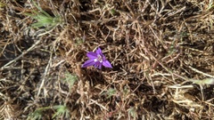 Brodiaea minor