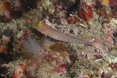 Gobius xanthocephalus