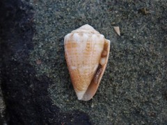Conus miliaris