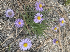 Erigeron simplex