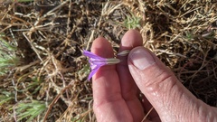 Brodiaea minor