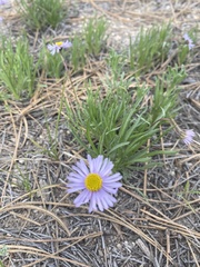 Erigeron simplex