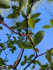 Cornus sericea