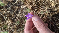 Brodiaea minor