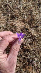 Brodiaea minor