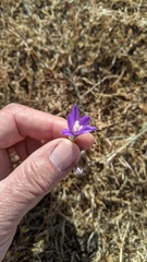Brodiaea minor