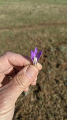 Brodiaea minor