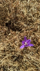 Brodiaea minor