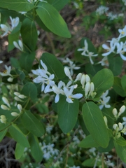 Lonicera