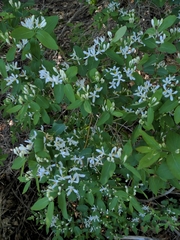Lonicera