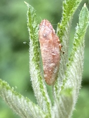 Aphrophora saratogensis