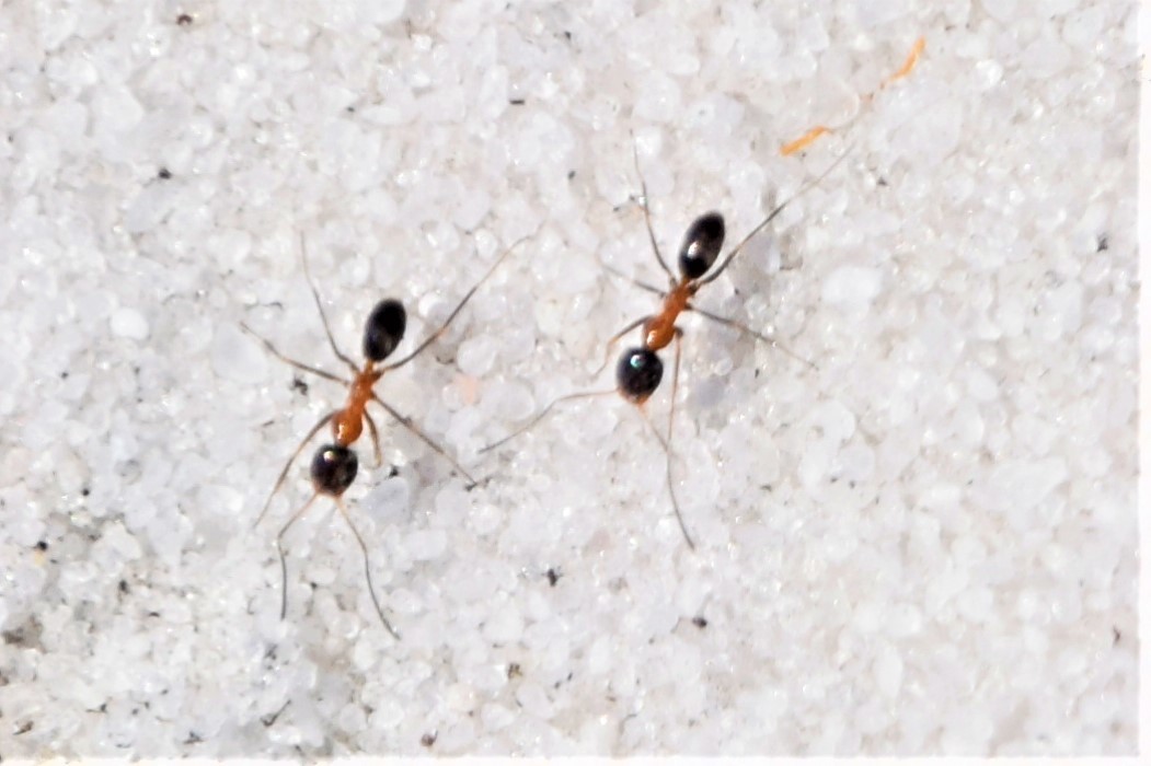 Dorymyrmex flavopectus