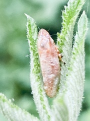 Aphrophora saratogensis