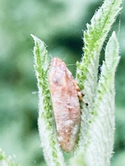 Aphrophora saratogensis