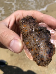 Plocamopherus tilesii