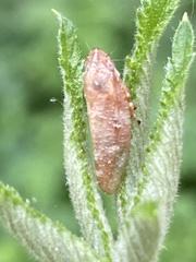 Aphrophora saratogensis